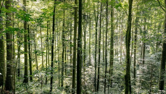 Limpieza con agua: cómo AquaClean de Geberit ayuda a ahorrar madera