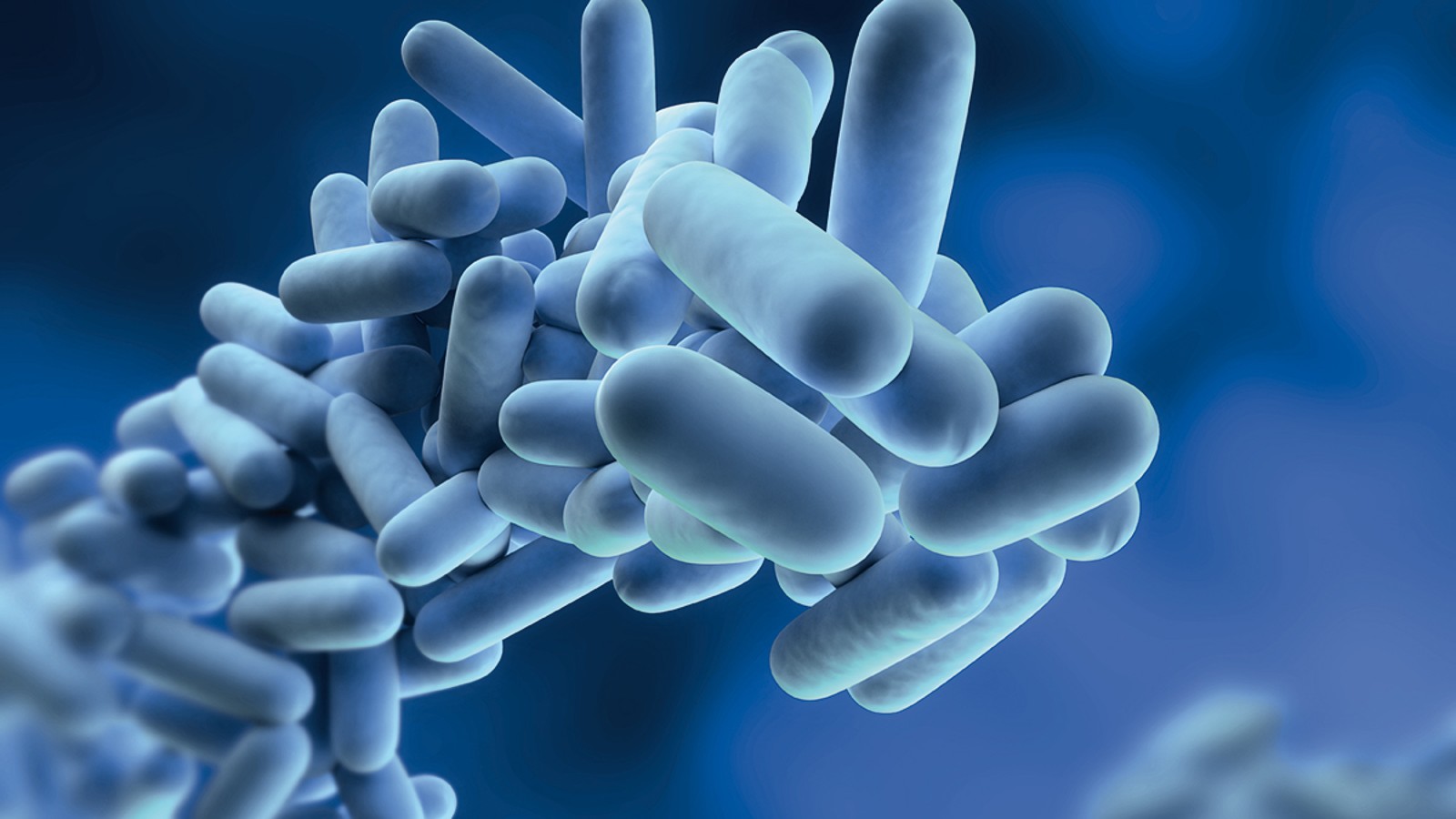 Legionella pneumophila