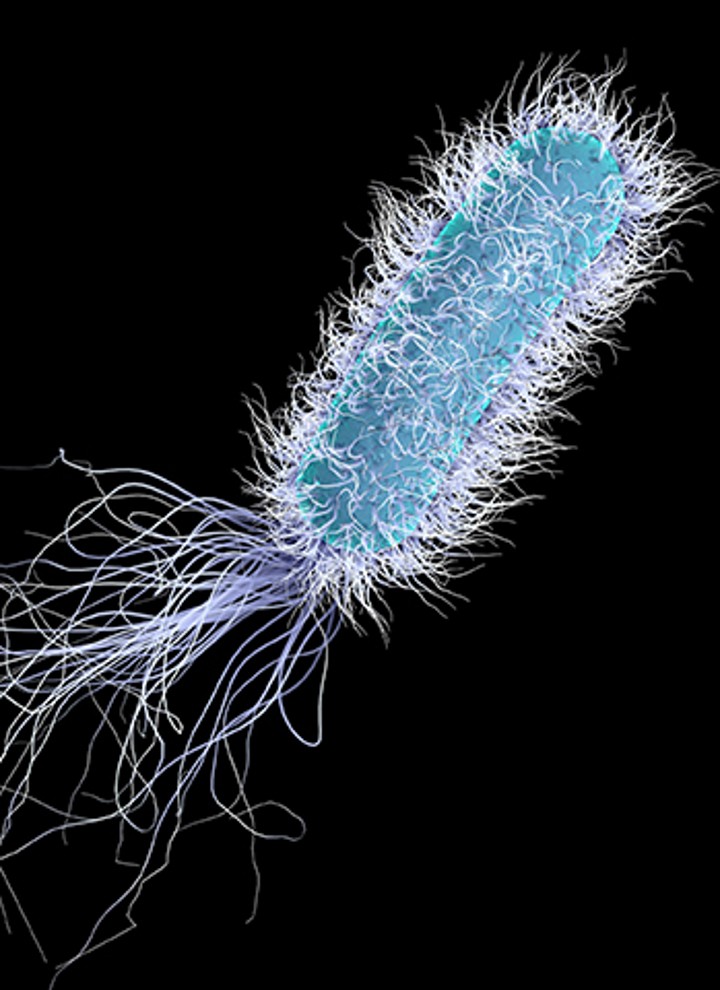 Bacteria de legionela bajo el microscopio