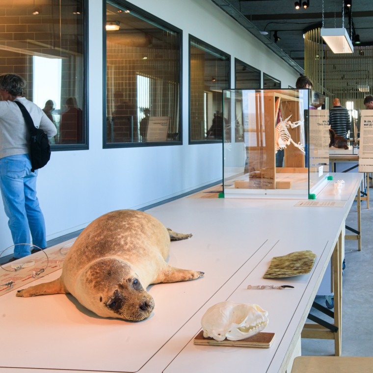 ¿Sabías que la foca es el depredador más grande de los Países Bajos? (© Tjeerd Visser) ¿Sabías que la foca es el depredador más grande de los Países Bajos? (© Tjeerd Visser)
