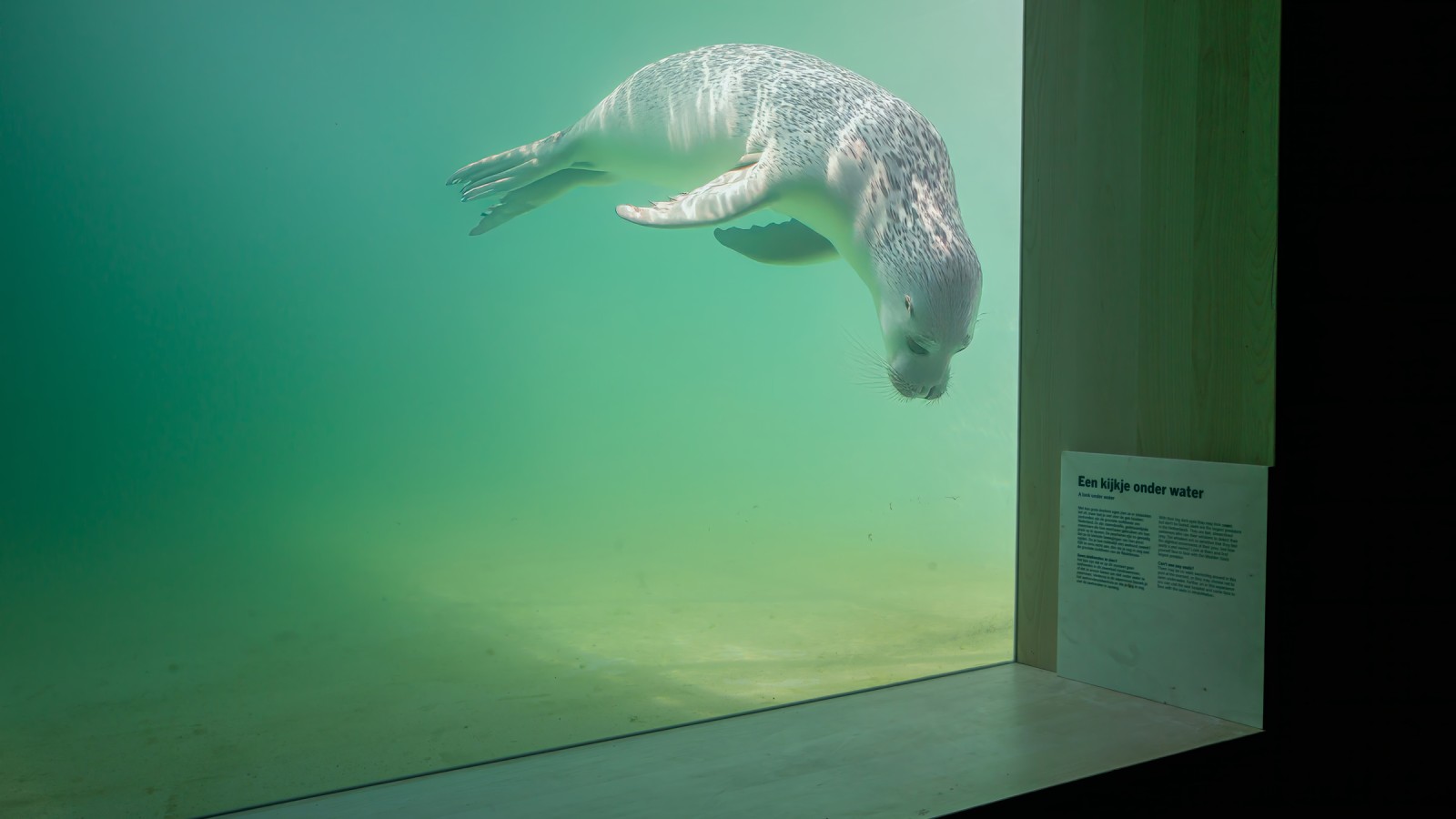 Los animales heridos o enfermos deben poder volver a nadar en libertad lo antes posible (© Tjeerd Visser). Los animales heridos o enfermos deben poder volver a nadar en libertad lo antes posible (© Tjeerd Visser).