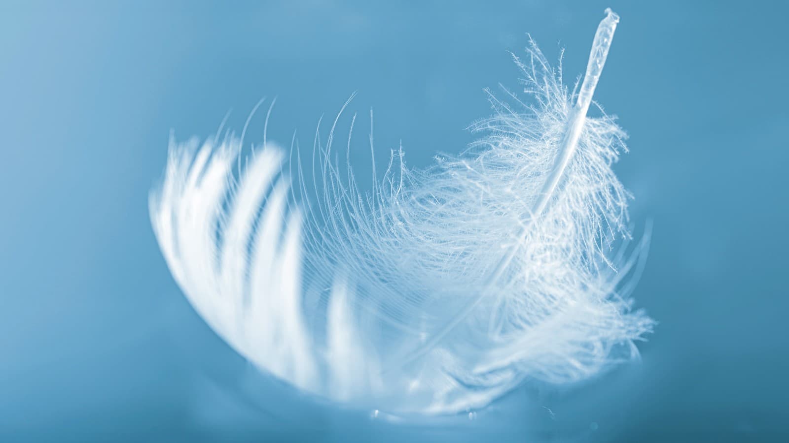 Pluma suave Pluma suave