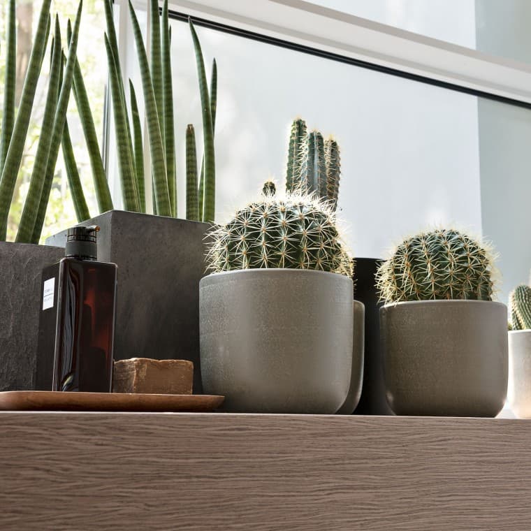 Varias plantas en el alféizar de una ventana Varias plantas en el alféizar de una ventana