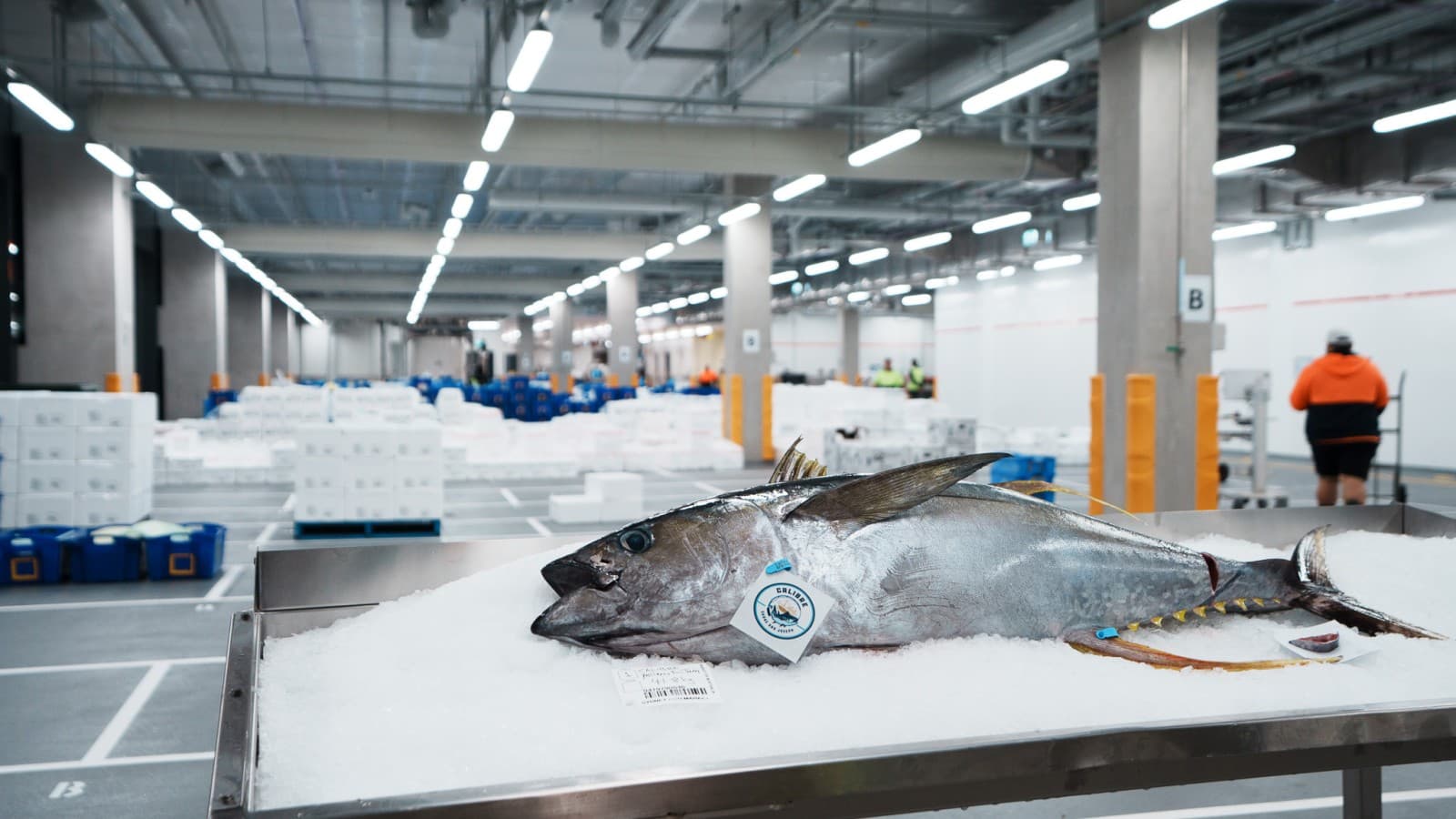 En el nuevo Mercado de Pescado de Sídney se procesan y venden entre 50 y 60 toneladas de pescado y marisco cada día (© Grainger Films) En el nuevo Mercado de Pescado de Sídney se procesan y venden entre 50 y 60 toneladas de pescado y marisco cada día (© Grainger Films)